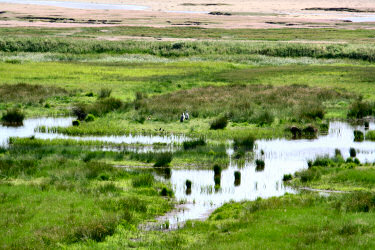 Picture of a few birds in a part flooded area