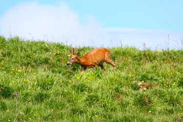 Picture of a young deer walking down a hillside