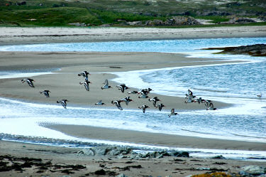 Picture of a group of oystercatchers flying over a beach