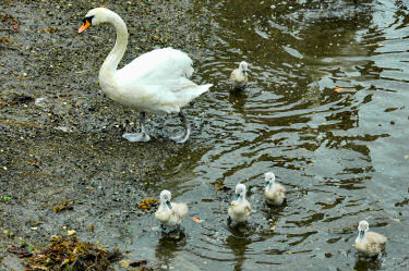 Picture of an adult swan with 5 young swans