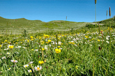 Picture of a machair with lots of yellow and white flowers