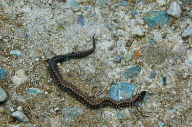 Picture of a dead adder on a track