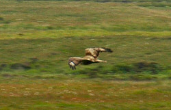 Picture of a bird of prey in flight, probably a hen harrier