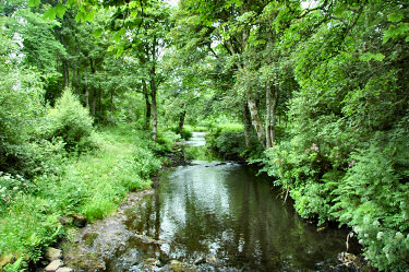 Picture of a river flowing through a forest