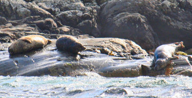 Picture of three seals on rocks near the water