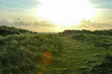 Picture of a track leading into dunes