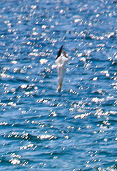 Picture of a bird diving towards the water