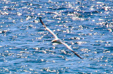 Picture of a gannet flying low above the water