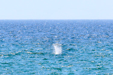 Picture of the water splashing where a bird dived into the water