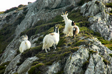Picture of 4 goats on a rocky hillside with some green heather patches