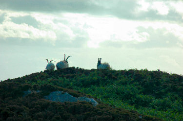 Picture of goats running away over a hillcrest