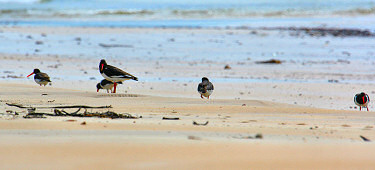 Picture of 6 oystercatchers (birds) on a beach