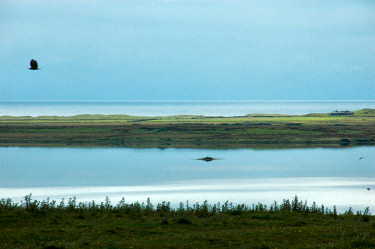 Picture of a loch (lake) with the sea in the background, a bird flying past