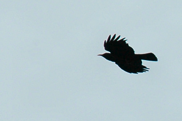 Picture of a Chough in flight
