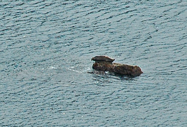 Picture of a seal on a rock, seen from high above