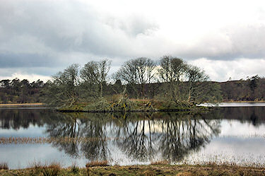 Picture of a small tree lined island in a freshwater loch