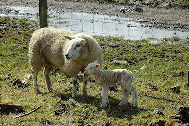 Picture of a sheep with its very young lamb