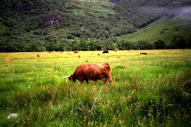 Picture of Highland cattle