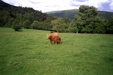 Picture of Highland Cattle