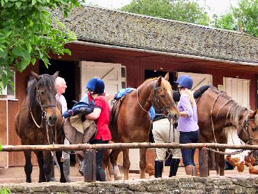 Picture of horses being cleaned at the riding centre