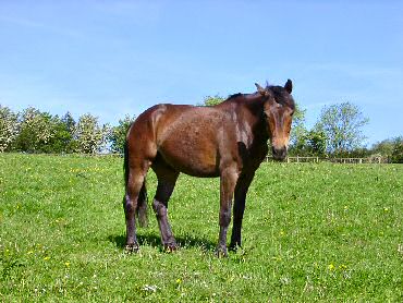 Picture of a horse