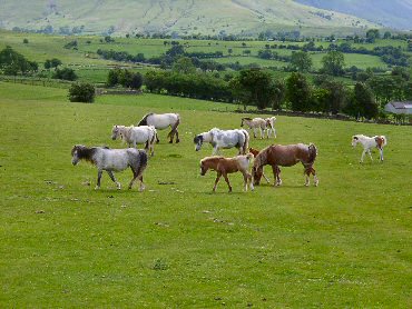 Picture of a herd of wild ponies