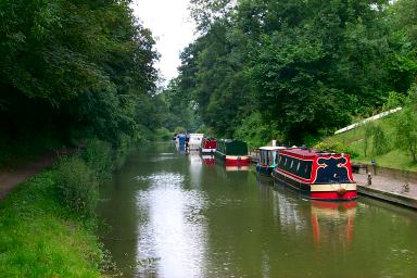 Boats under the trees