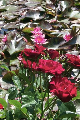 Roses and waterlilies