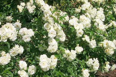 White roses