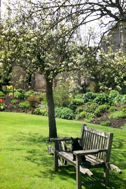 Tree, bench and cat