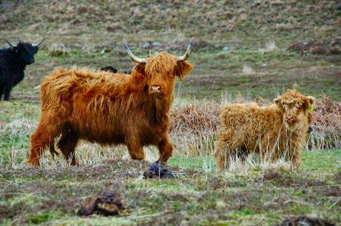 Picture of two highland cattle, old with its young