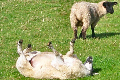 Picture of two sheep, one lying on its back